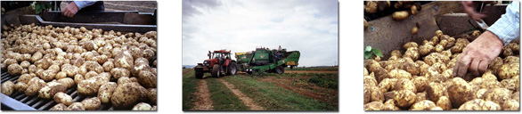 Kartoffeln und Gemüse aus Lohre (Felsberg, Nordhessen)